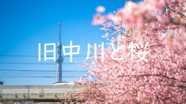 旧中川沿い河川敷で満開の河津桜を撮ってきた話 見頃とアクセスについて