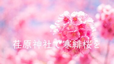 品川の荏原神社で東京一の早咲きの寒緋桜(緋寒桜)を撮ってきた話