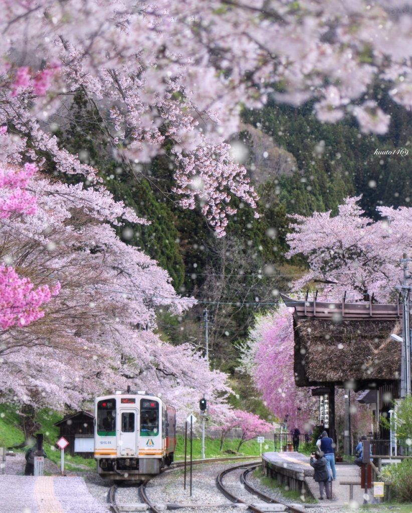 電車,雪,桜吹雪,桜