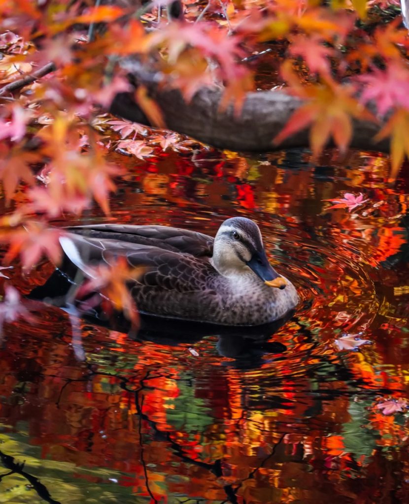 かも,紅葉,リフレクション