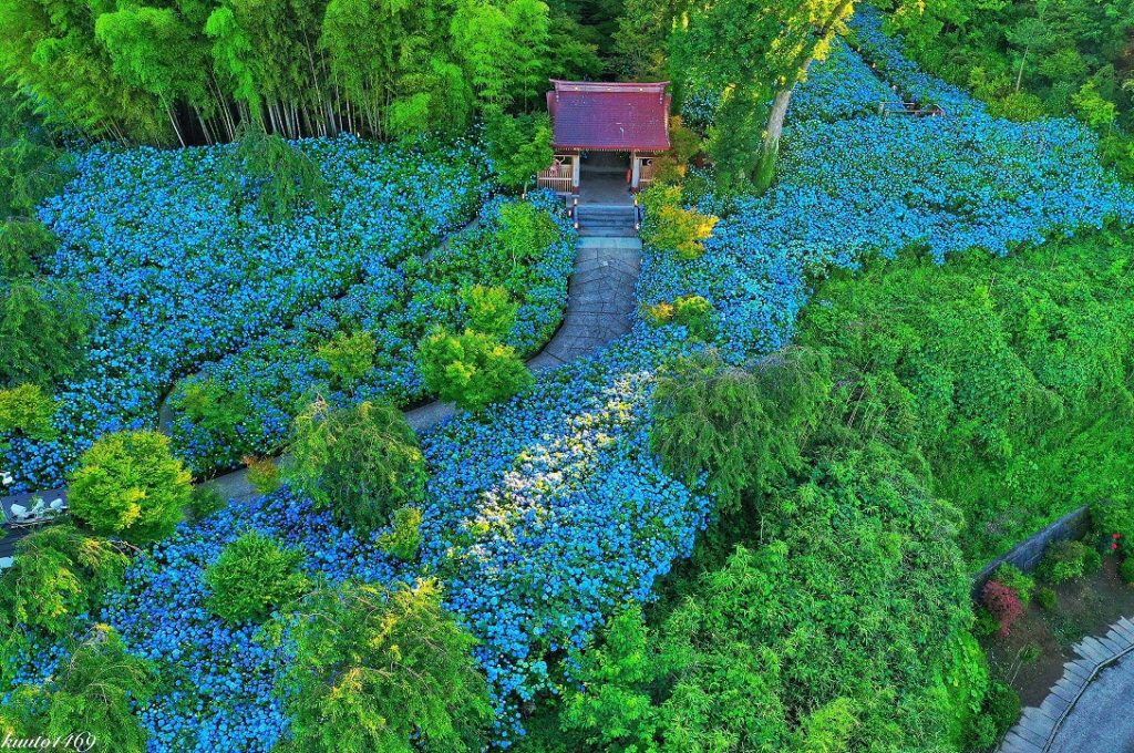 紫陽花,ドローン,竹林