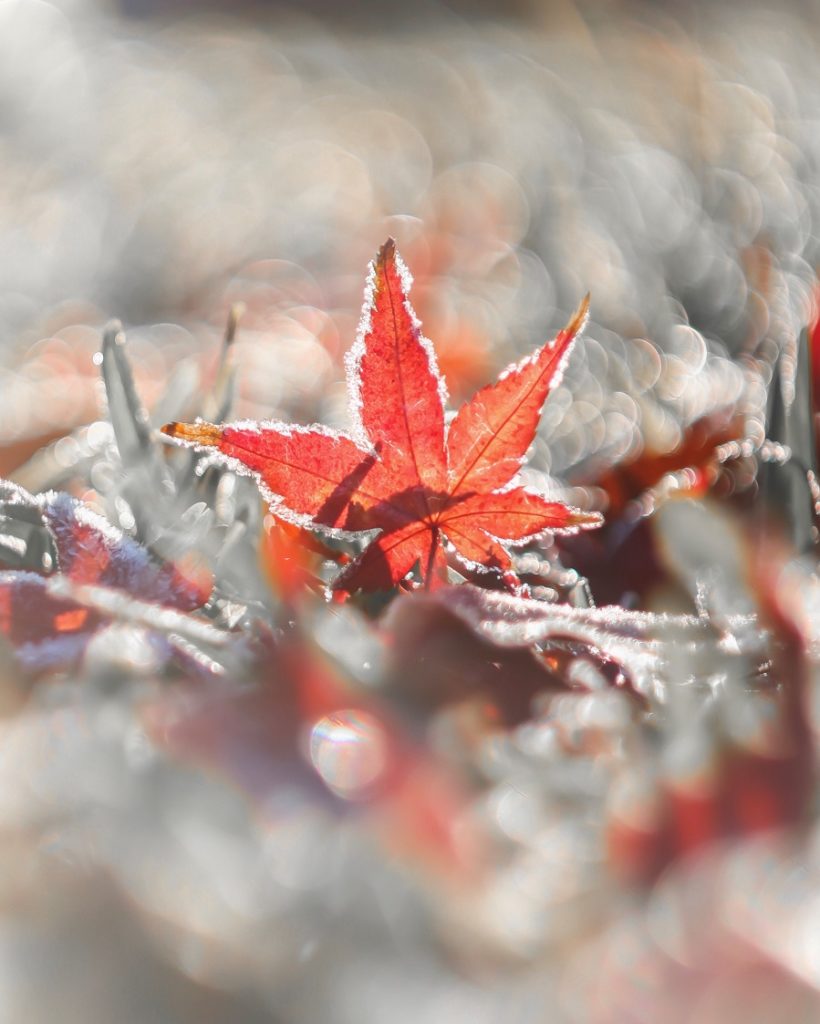 朝,紅葉,楓