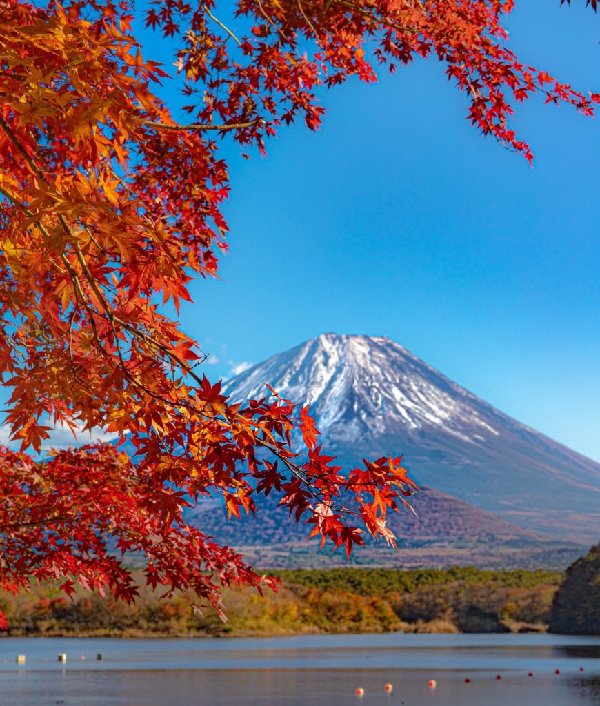 紅葉,富士山,楓