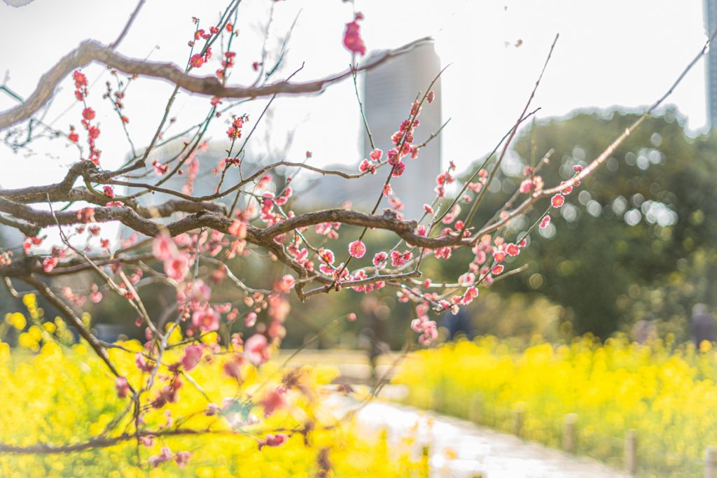 梅,菜の花,キラキラ