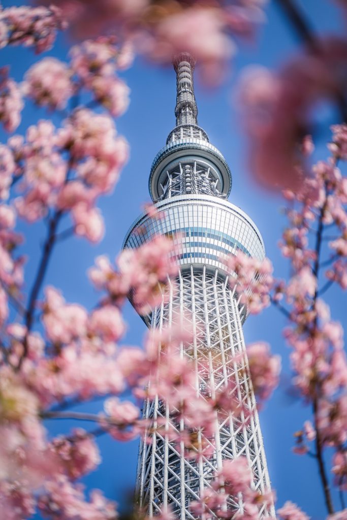 桜,スカイツリー,河津桜,東京