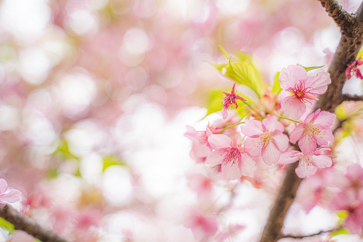 河津桜,桜,代々木公園