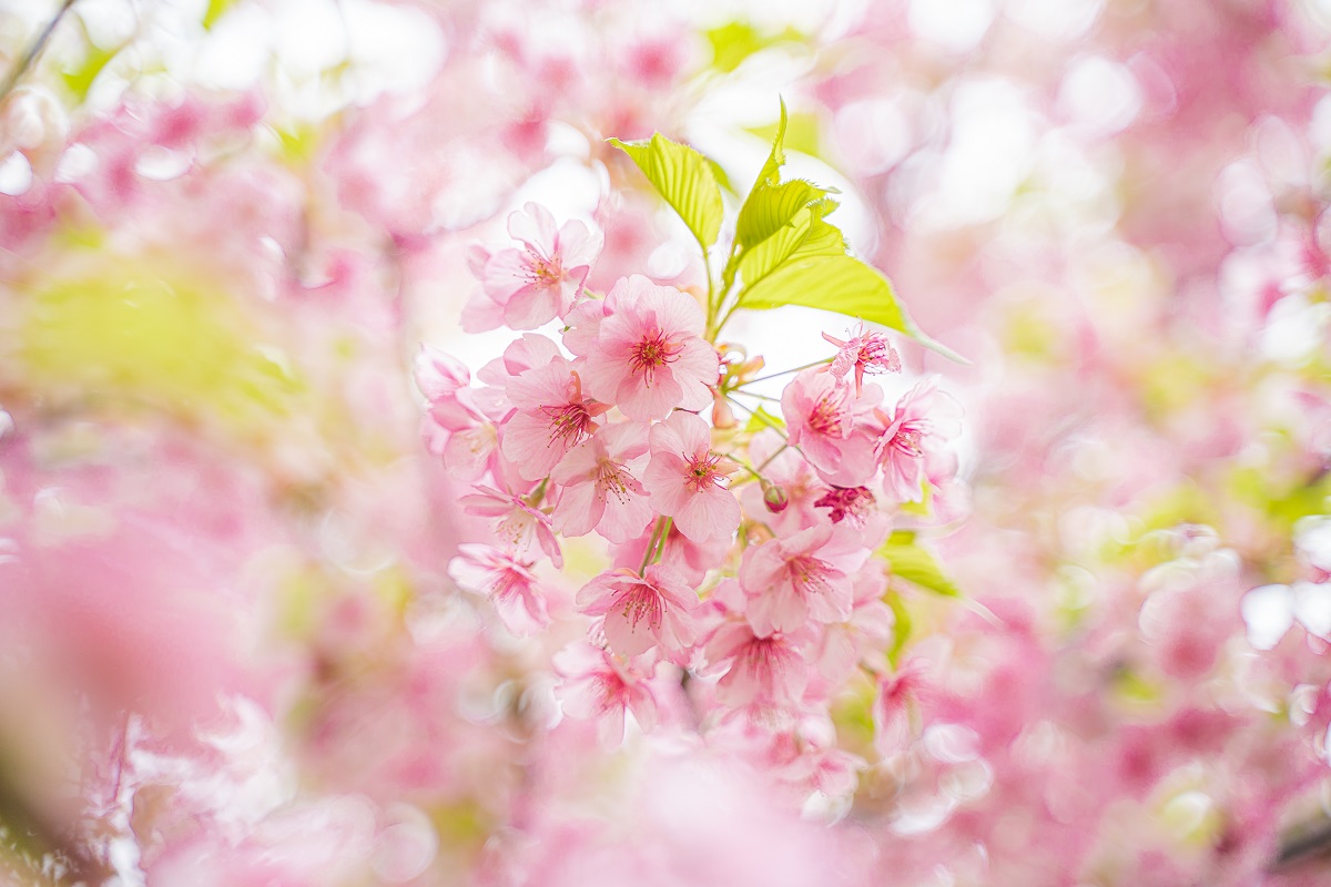 河津桜,桜,代々木公園