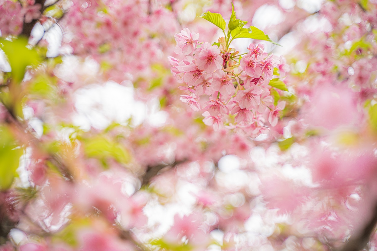 河津桜,桜,代々木公園