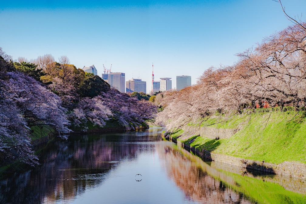 千鳥ヶ淵,桜,名所