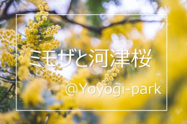 代々木公園の河津桜とミモザを撮ってきた 撮影ポイントについて解説