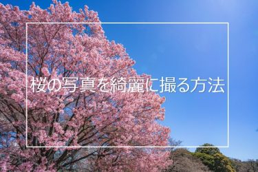 桜の写真を綺麗に撮りたい人へ 上手に撮るための5つのポイント