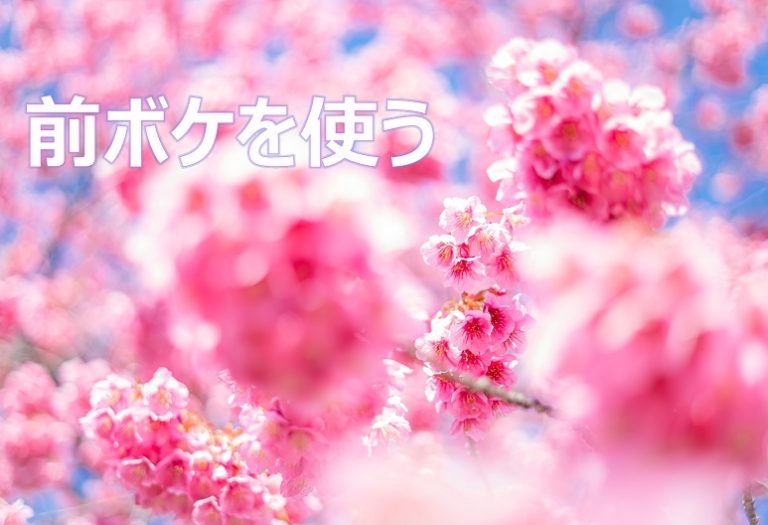 カメラ初心者向け 前ボケを使ってふんわりとした優しい写真を撮る Camerife