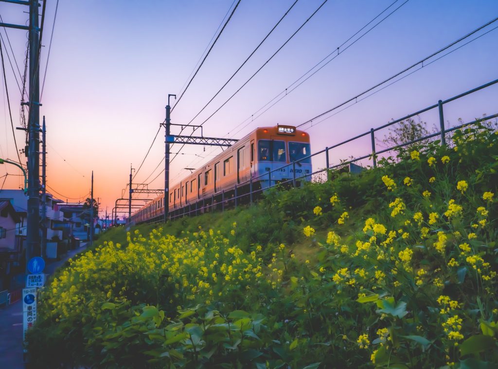 夕陽,菜の花,電車,広角