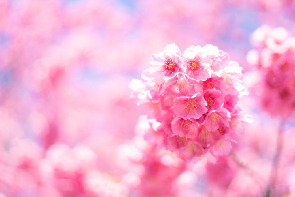 桜,背景,ボケ