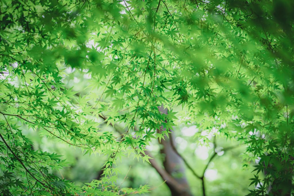 紅葉,周辺減光,新緑