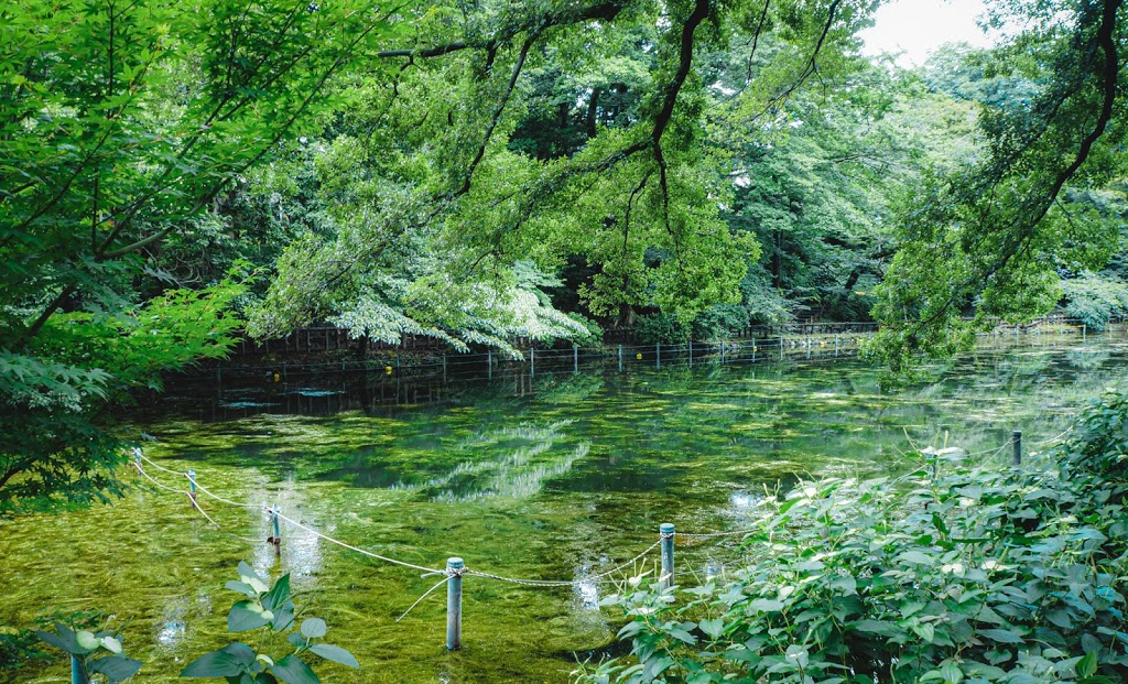 井の頭公園,緑,モネの池