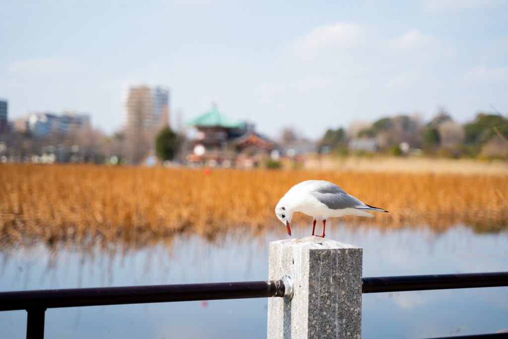 鳥,写真,上野