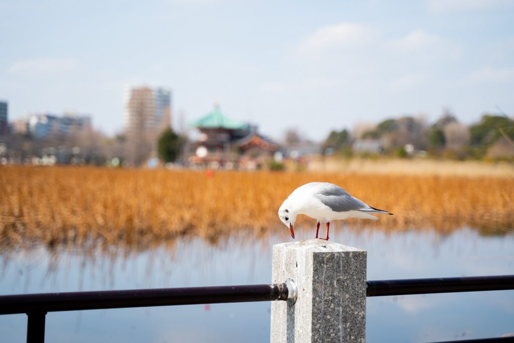 鳥,上野,ボケ,絞り