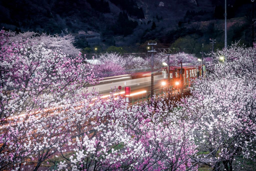 電車,桜,梅