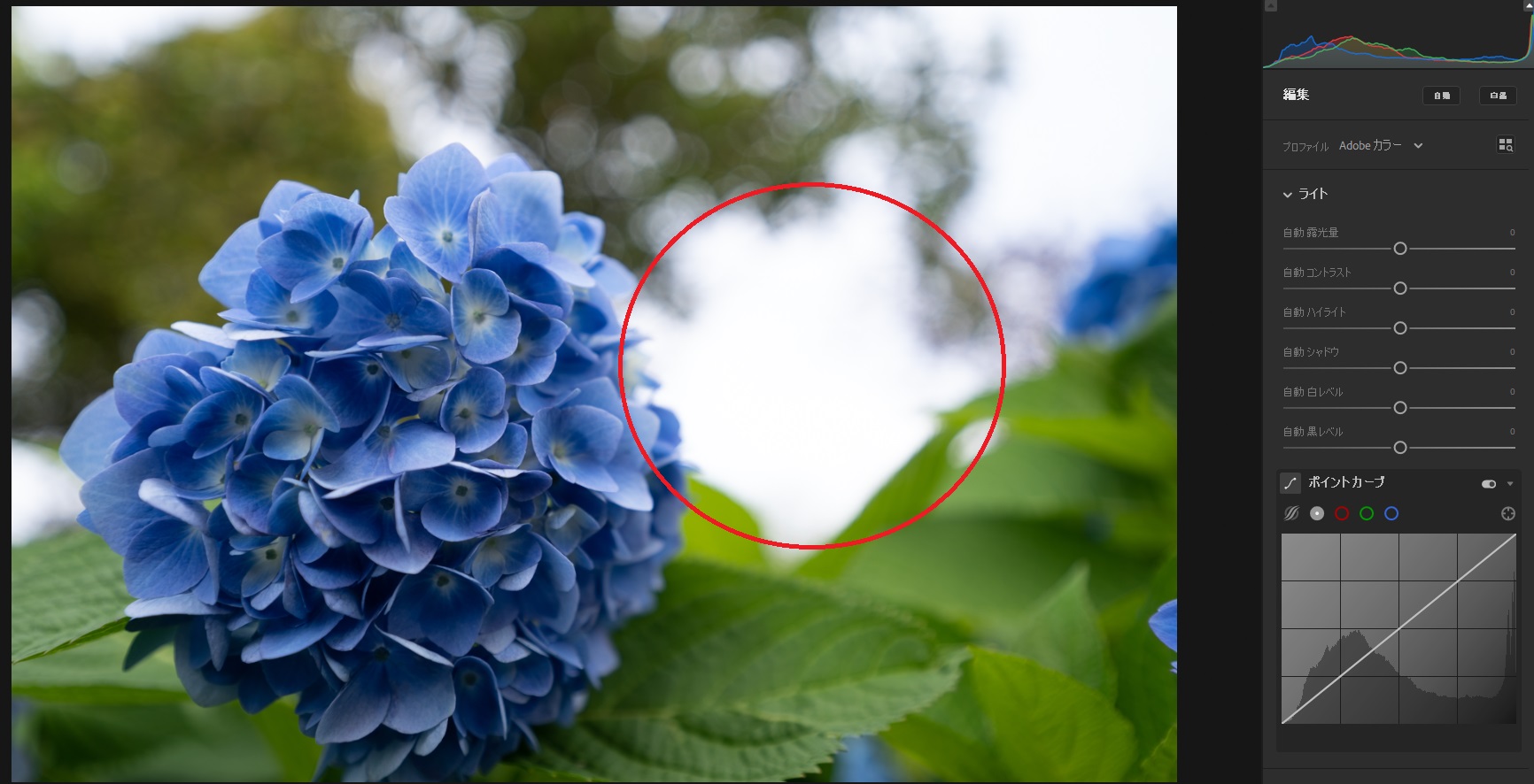 撮った写真が白くなってしまう白飛びとは 原因と解決策について Camerife 撮った写真が白くなってしまう白飛びとは 原因と解決策について Camerife