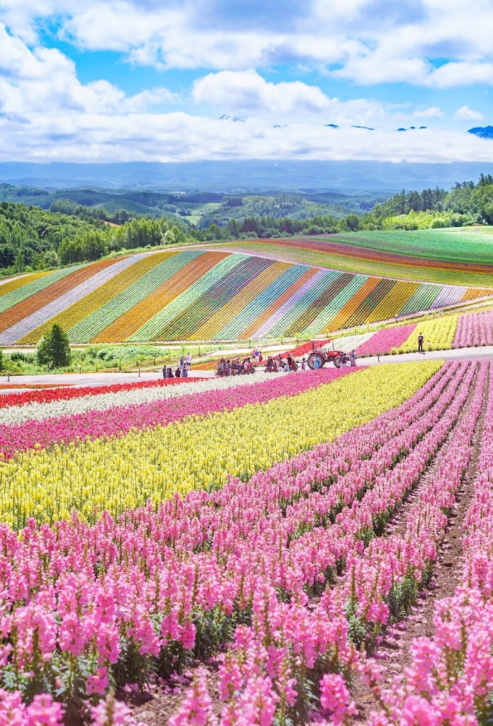 北海道,四季彩の丘,富良野,花