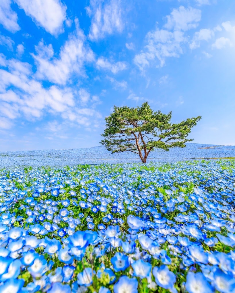 ネモフィラ,ひたち海浜公園,青空