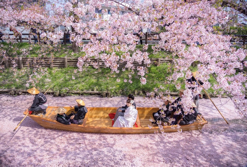 川越,桜,春