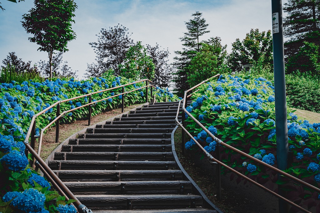 お台場,紫陽花,東京