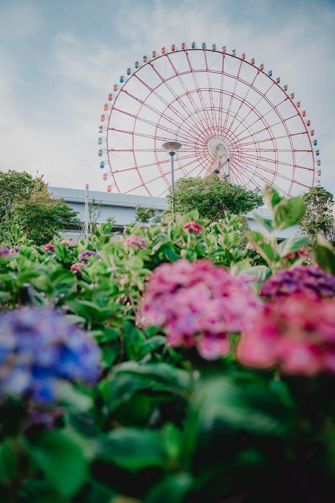 水の広場公園,紫陽花,観覧車