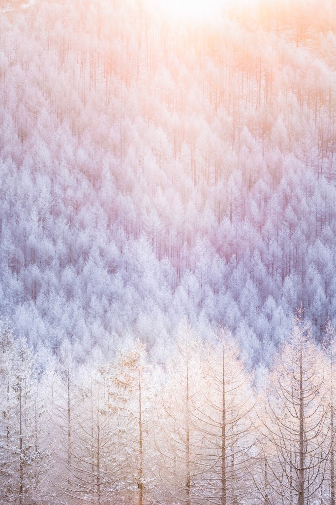 霧氷,太陽,氷,雪