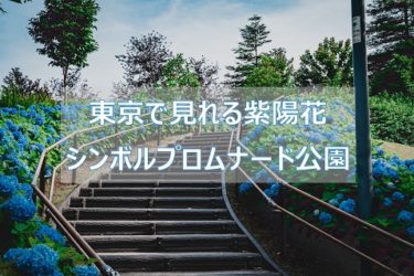 東京で見れる紫陽花「お台場 シンボルプロムナード公園」 撮影テクニックも解説