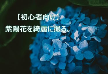 【紫陽花の撮り方】誰でも綺麗な写真を撮る方法とテクニックについて