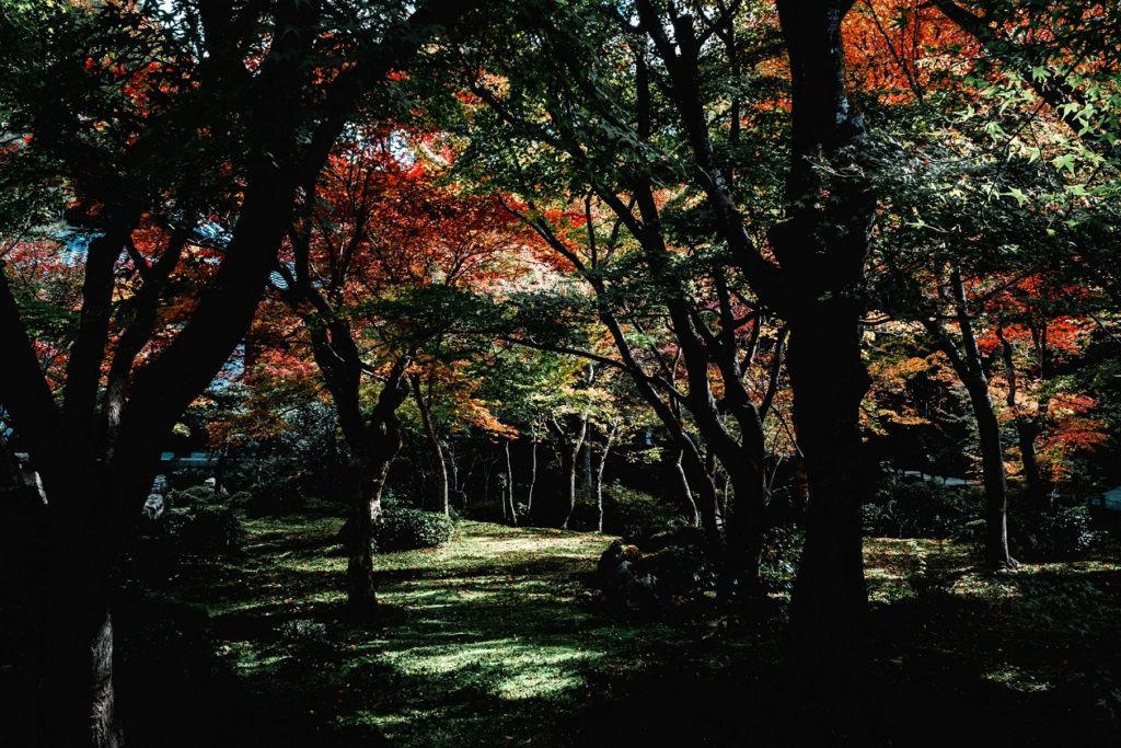 紅葉,京都,一眼