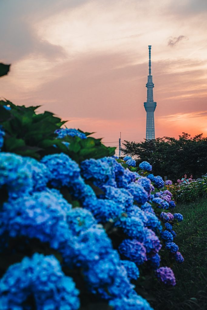 紫陽花,夕日,スカイツリー