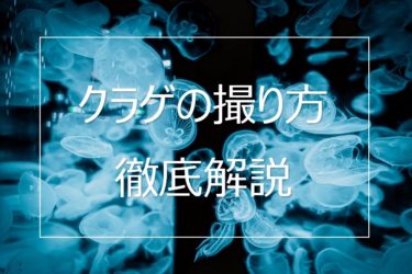 暗くて難しい水族館のクラゲの撮影方法と撮り方のコツを解説します！