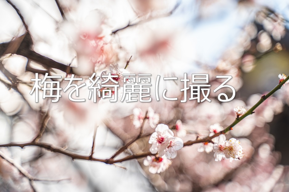 梅の撮り方】4つのポイントを抑えて綺麗な梅の写真を撮ろう  CameRife