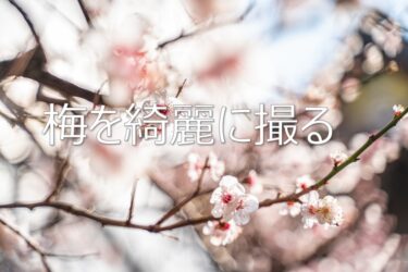 【梅の撮り方】4つのポイントと初心者でも綺麗な梅の写真を撮るコツ