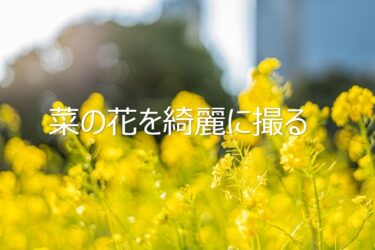 菜の花の写真を上手に撮りたい人へ 写真を綺麗に撮るための4つのポイント