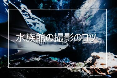 【水族館の写真の撮り方】撮影のコツとカメラの設定について解説