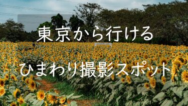 東京都内から行ける関東のひまわりが咲く場所まとめ5選 綺麗に撮れるコツを紹介